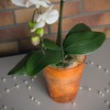 Flower Pot Round Orchid Pot Orchid Diameter 130 mm Height
