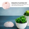 6 x Conch Plant Holders, Sea Urchins for Hanging Air