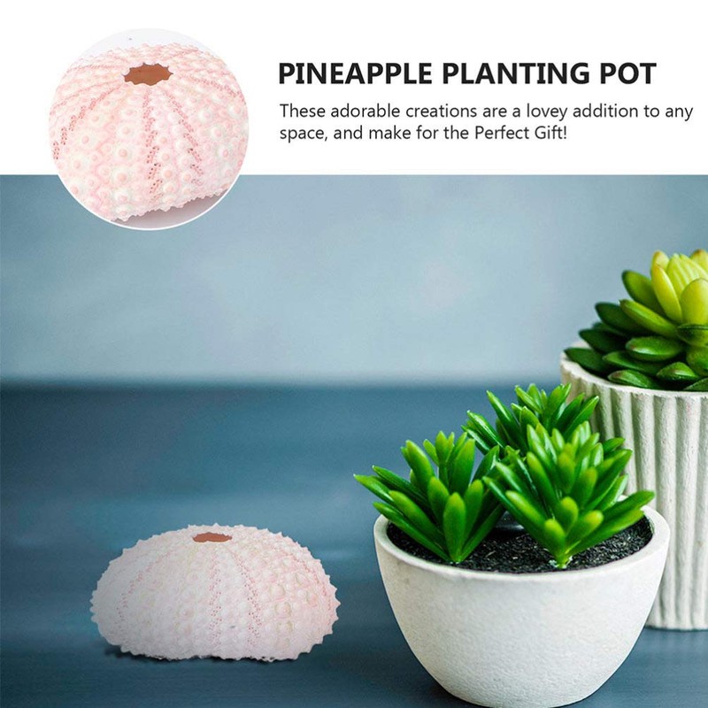 6 x Conch Plant Holders, Sea Urchins for Hanging Air
