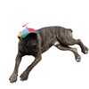 GEANBAYE Dog Hats with Funny Propeller, Size and Rope Double