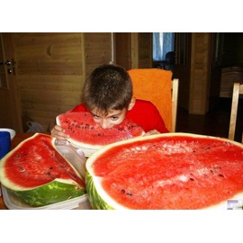 SeedsUP - 30+ Seeds Giant Watermelon Astrakhan - Fruit Green