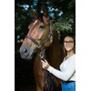 Horse Halter for Goleygo System, Brown/Light Blue, Cob
