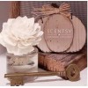Scentsy Fragrance Flower New In Box Jammy Time