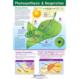 Photosynthesis and Respiration Poster - Laminated, Full-Color, 23" x 35"