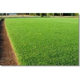 Lesco Double Eagle Perennial Ryegrass Seed Blend (25 Lbs.)