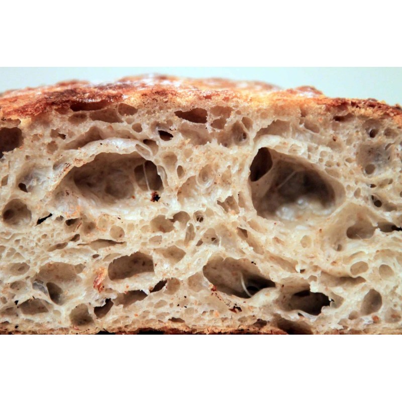 SAN FRANCISCO WHARF SOURDOUGH sourdough starter yeast from the "WHARF"