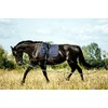 Soft Padded Lunge Line Rein Lead for Horses 27ft Looped