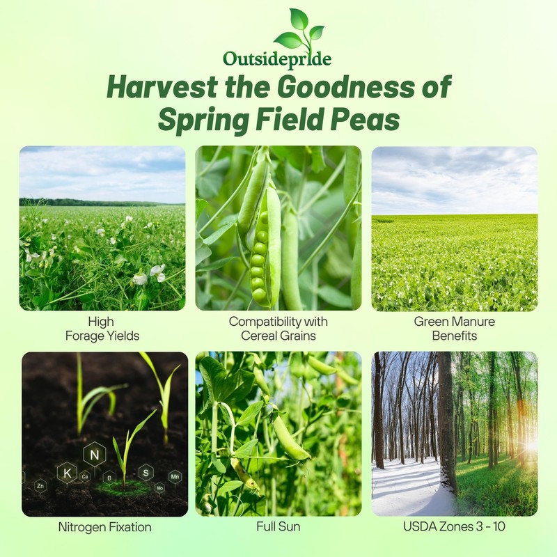 Outsidepride Dundale Spring Field Peas Seeds - 5 lbs. Annual,