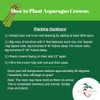 25 'Millennium' Asparagus Plants - Bare Root Asparagus Crowns -