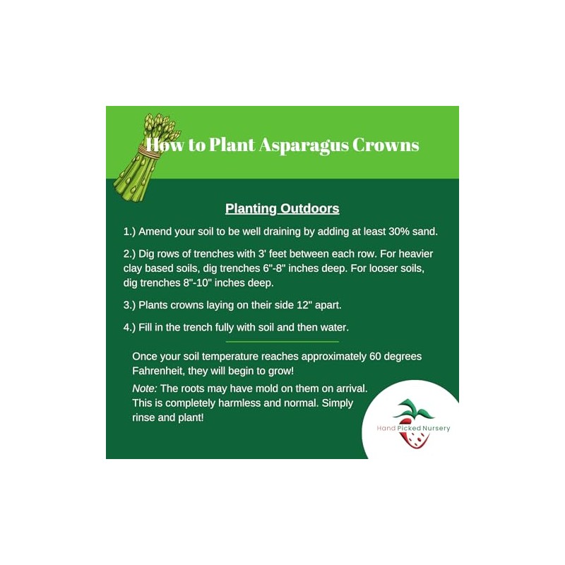 25 'Millennium' Asparagus Plants - Bare Root Asparagus Crowns -