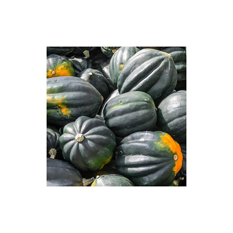Everwilde Farms - 1 Oz Table King Acorn Winter Squash