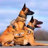 Tactical Service Dog Patch 3" Please Don't Pet Me I'm