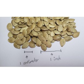 “Baby Boo” Pumpkin Seeds – Fast-Growing, Pure White Ghostly Mini Pumpkin – Harvest in 80 to 90 Days | Always Open-Pollinated | USA Grown Heirloom Seeds by Liliana's Garden |