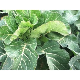 HeirloomSupplySuccess 100 Heirloom Broad Leaf Collard Greens Seeds