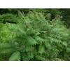 Fresh Smooth Sumac (Rhus Glabra), 30 seeds