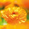 WELEDA WELEDA Calendula Baby Face Cream, 1.7 FZ