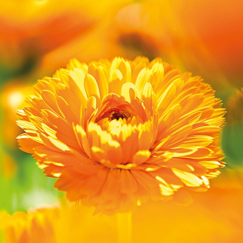 WELEDA WELEDA Calendula Baby Face Cream, 1.7 FZ