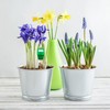 Simply Conserve AM Conservation Group Green Indoor & Outdoor Soil