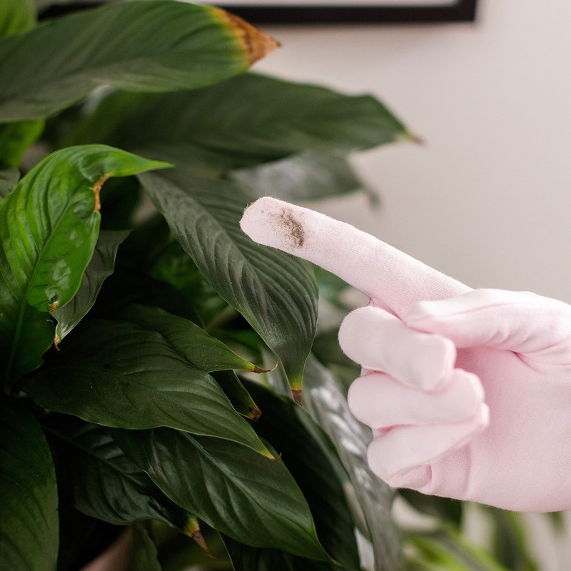 Bubblegum Stuff - Houseplant Duster Gloves - Plant Cleaning Supplies