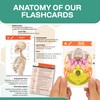 TribeRN Anatomy and Physiology Flash Cards – 320 Study Resources