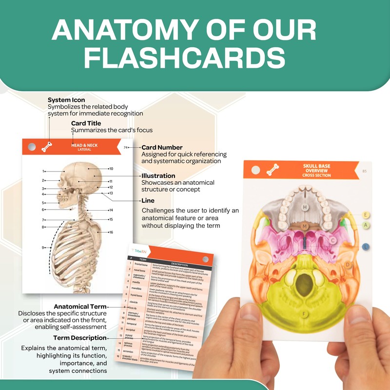 TribeRN Anatomy and Physiology Flash Cards – 320 Study Resources