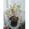 Fothergilla major 'Mt. Airy' (Fothergilla) Shrub, white flowers, #2 -