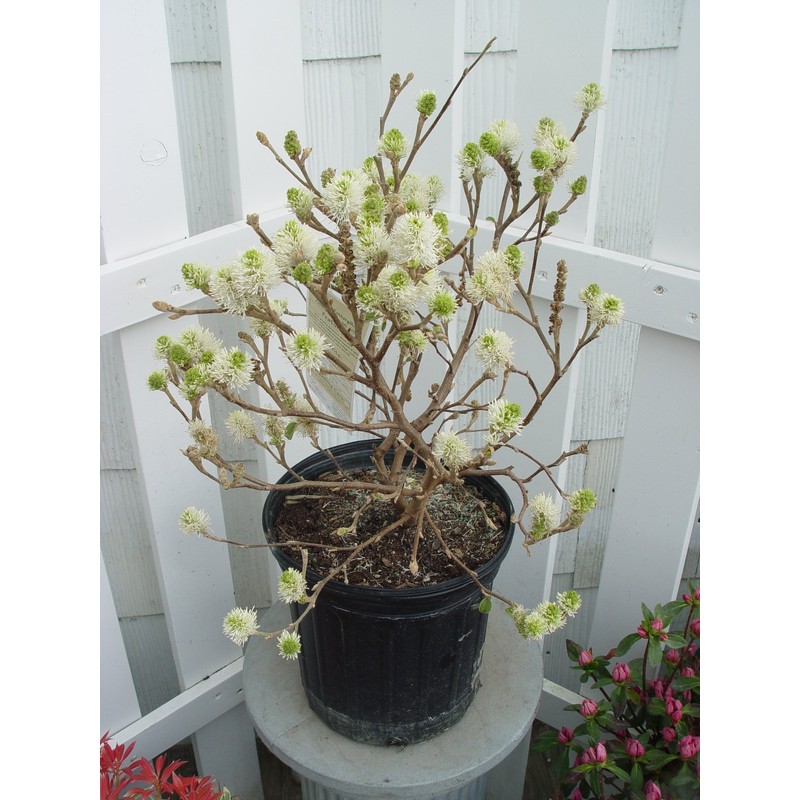 Fothergilla major 'Mt. Airy' (Fothergilla) Shrub, white flowers, #2 -