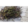 100 Red Mangrove Seeds Propagules Pond Salt or Fresh Plant