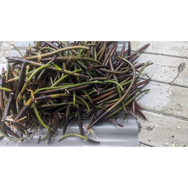 100 Red Mangrove Seeds Propagules Pond Salt or Fresh Plant