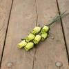 Light Green Closed Bud Roses 8-Pack