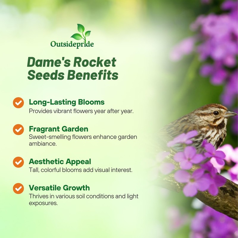 Outsidepride Dame's Rocket Flower Seeds - 5000 Pcs Perennial, Easy