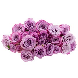 Blooms2Door 25 Purple Roses (Farm-Fresh, Long Stem - 50cm) - Farm Direct Wholesale Fresh Flowers
