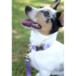 Country Brook Petz Premium Nylon Dog Collar with Metal Buckle for Small Medium Large Breeds - Vibrant 30+ Color Selection (Large, 1 Inch, Lavender)