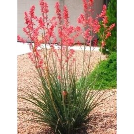 Unbranded (1) 5"-8" HIGH RED YUCCA 1 YEAR OLD SEEDLING BARE ROOT Last 2 Pics ACTUAL PLANT