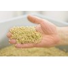 Organic Buckwheat Seeds Powder, , ,