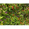 Bolivian Rainbow Ornamental Purple Pepper Premium Seeds for Planting Packet