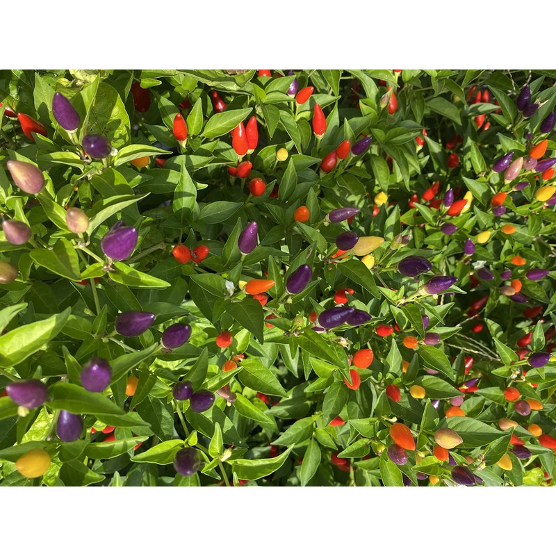 Bolivian Rainbow Ornamental Purple Pepper Premium Seeds for Planting Packet