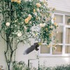 Happyyami Plastic Large Eagle Shaped Bird Deterrent Lifelike Flying Hawk