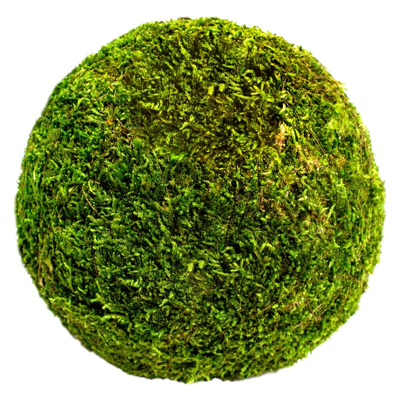 SuperMoss (21657) Moss Ball, Fresh Green, 6"