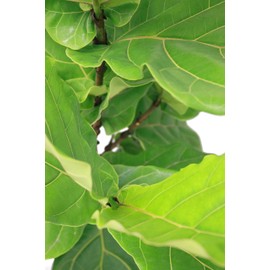 Costa Farms Ficus Lyrata Fiddle Leaf Fig Indoor Tree, 3-Foot