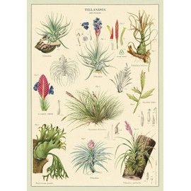 Cavallini Decorative Wrap Poster, Air Plants, 20 x 28 inch Italian Archival Paper (WRAP/AP)