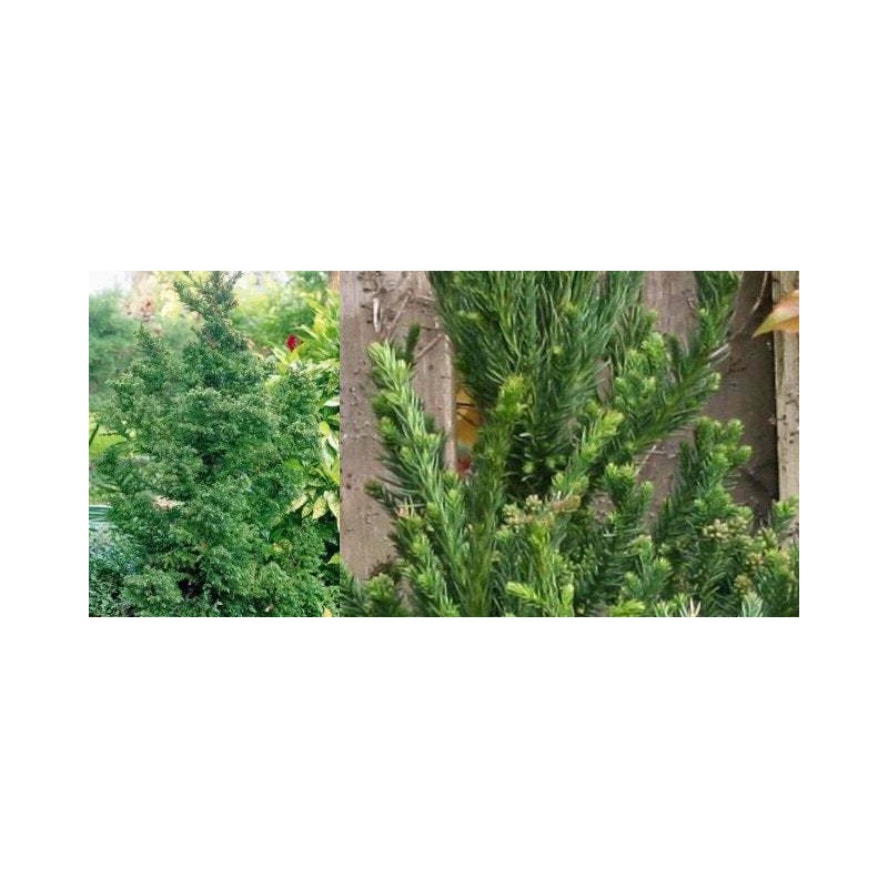 Tree 2 Cryptomeria Yoshino Japanese Cedar Trees - 6-12" Tall