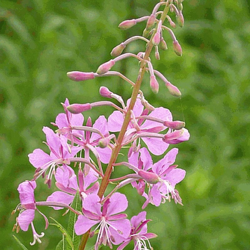 Everwilde Farms - 1250 Fireweed Native Wildflower Seeds - Gold