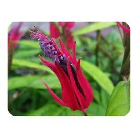 Brazilian Candle aka Many Flowers Tropical Plant Pavonia Unique Unusual Red Purple Bloom Indoor Outdoor Starter Size 4 Inch Pot Emerald tm