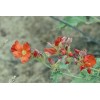 Sphaeralcea munroana | Munro's Globemallow | 20 Seeds
