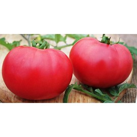 Giant Raspberry Malinowy Olbryzm Polish Tomato Premium Seed Packet