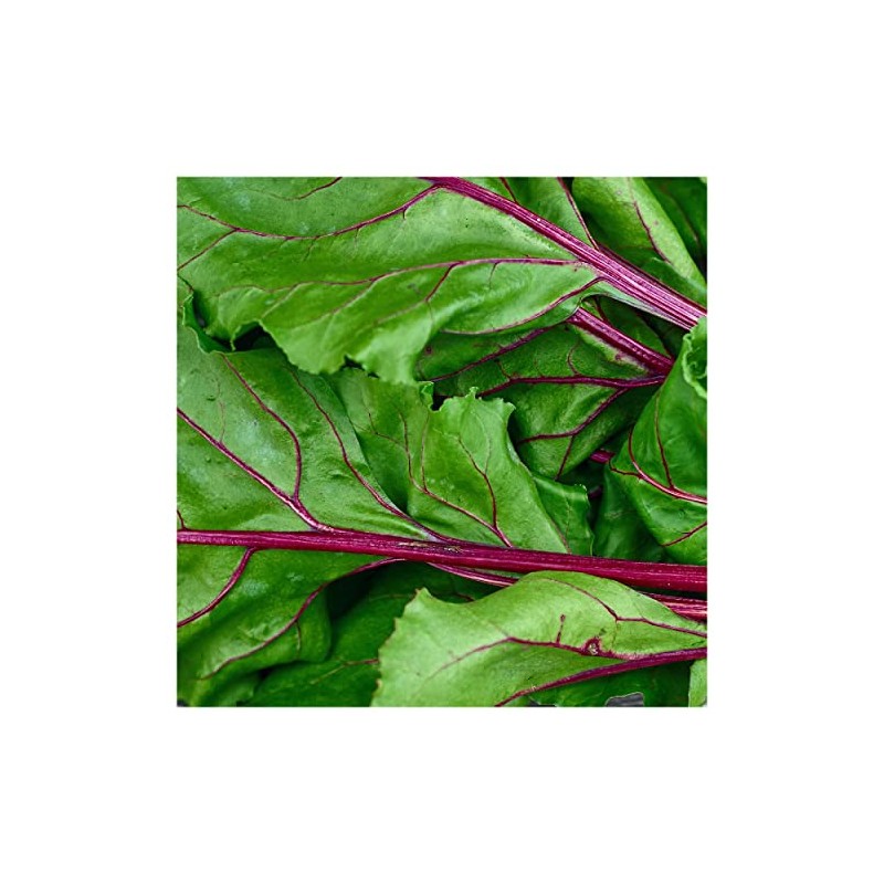 Everwilde Farms - 1 Lb Organic Lutz Green Leaf Beet