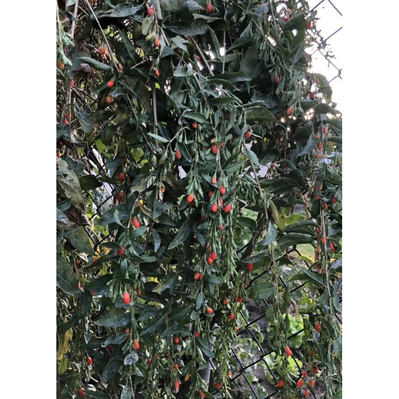 Goji Berry Plant 5 Cuttings With Pot Live Plant Ready