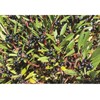 Bronzewing Farm Tasmanian Devil Freeze Dried Mountain Pepperberries 15g