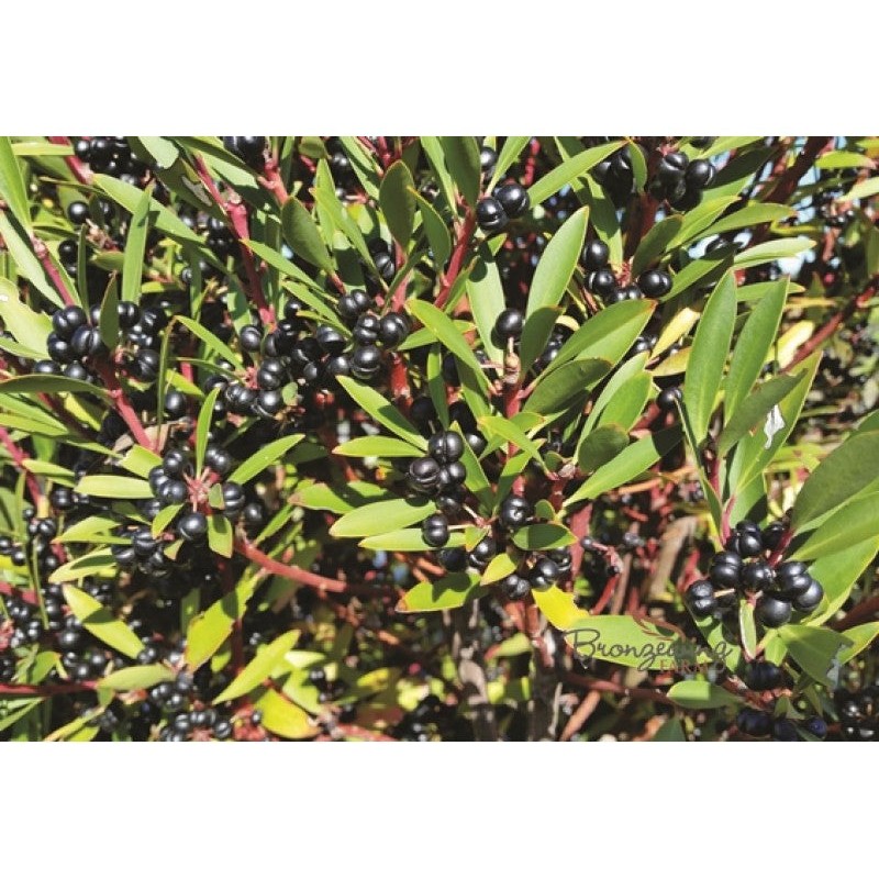 Bronzewing Farm Tasmanian Devil Freeze Dried Mountain Pepperberries 15g